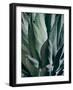 Agave II-Rachel Perry-Framed Photographic Print