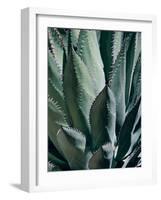 Agave II-Rachel Perry-Framed Photographic Print