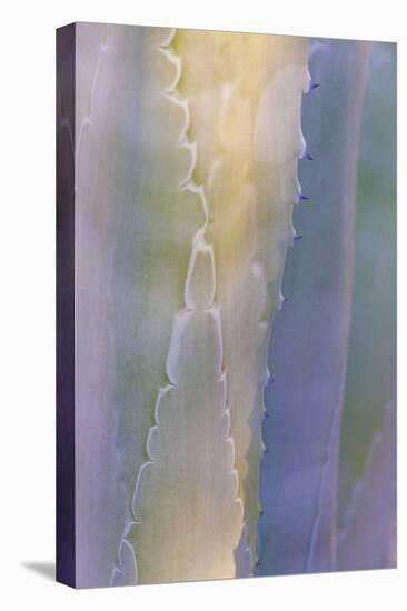 Agave III-Kathy Mahan-Stretched Canvas