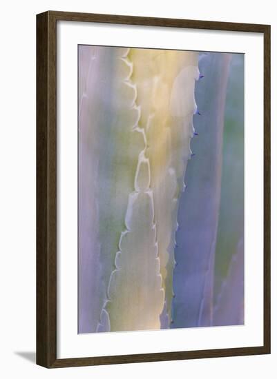 Agave III-Kathy Mahan-Framed Photographic Print