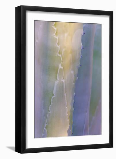 Agave III-Kathy Mahan-Framed Photographic Print