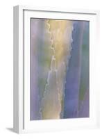 Agave III-Kathy Mahan-Framed Photographic Print