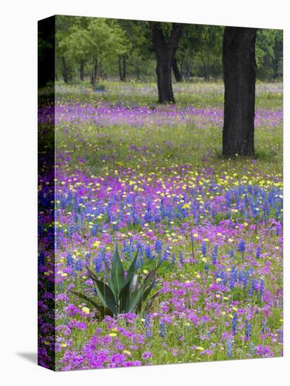 Agave in Field of Texas Blue Bonnets, Phlox and Oak Trees, Devine, Texas, USA-Darrell Gulin-Stretched Canvas