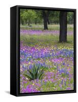 Agave in Field of Texas Blue Bonnets, Phlox and Oak Trees, Devine, Texas, USA-Darrell Gulin-Framed Stretched Canvas