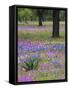 Agave in Field of Texas Blue Bonnets, Phlox and Oak Trees, Devine, Texas, USA-Darrell Gulin-Framed Stretched Canvas