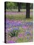Agave in Field of Texas Blue Bonnets, Phlox and Oak Trees, Devine, Texas, USA-Darrell Gulin-Stretched Canvas