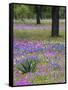 Agave in Field of Texas Blue Bonnets, Phlox and Oak Trees, Devine, Texas, USA-Darrell Gulin-Framed Stretched Canvas