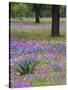 Agave in Field of Texas Blue Bonnets, Phlox and Oak Trees, Devine, Texas, USA-Darrell Gulin-Stretched Canvas