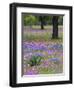 Agave in Field of Texas Blue Bonnets, Phlox and Oak Trees, Devine, Texas, USA-Darrell Gulin-Framed Photographic Print