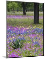 Agave in Field of Texas Blue Bonnets, Phlox and Oak Trees, Devine, Texas, USA-Darrell Gulin-Mounted Photographic Print