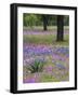 Agave in Field of Texas Blue Bonnets, Phlox and Oak Trees, Devine, Texas, USA-Darrell Gulin-Framed Photographic Print