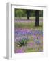 Agave in Field of Texas Blue Bonnets, Phlox and Oak Trees, Devine, Texas, USA-Darrell Gulin-Framed Photographic Print