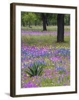 Agave in Field of Texas Blue Bonnets, Phlox and Oak Trees, Devine, Texas, USA-Darrell Gulin-Framed Photographic Print