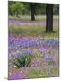 Agave in Field of Texas Blue Bonnets, Phlox and Oak Trees, Devine, Texas, USA-Darrell Gulin-Mounted Photographic Print