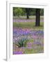 Agave in Field of Texas Blue Bonnets, Phlox and Oak Trees, Devine, Texas, USA-Darrell Gulin-Framed Photographic Print