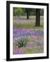 Agave in Field of Texas Blue Bonnets, Phlox and Oak Trees, Devine, Texas, USA-Darrell Gulin-Framed Photographic Print