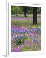 Agave in Field of Texas Blue Bonnets, Phlox and Oak Trees, Devine, Texas, USA-Darrell Gulin-Framed Photographic Print