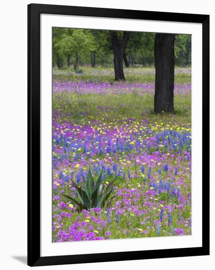 Agave in Field of Texas Blue Bonnets, Phlox and Oak Trees, Devine, Texas, USA-Darrell Gulin-Framed Photographic Print