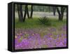 Agave in Field of Texas Blue Bonnets, Phlox and Oak Trees, Devine, Texas, USA-Darrell Gulin-Framed Stretched Canvas