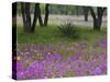 Agave in Field of Texas Blue Bonnets, Phlox and Oak Trees, Devine, Texas, USA-Darrell Gulin-Stretched Canvas