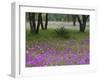 Agave in Field of Texas Blue Bonnets, Phlox and Oak Trees, Devine, Texas, USA-Darrell Gulin-Framed Photographic Print