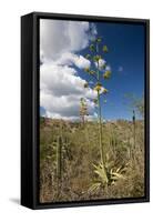 Agave in Flower-Reinhard Dirscherl-Framed Stretched Canvas