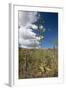 Agave in Flower-Reinhard Dirscherl-Framed Photographic Print