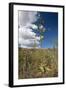 Agave in Flower-Reinhard Dirscherl-Framed Photographic Print