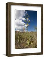 Agave in Flower-Reinhard Dirscherl-Framed Photographic Print