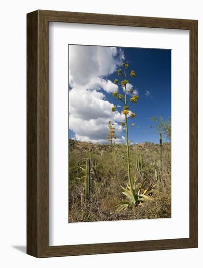 Agave in Flower-Reinhard Dirscherl-Framed Photographic Print