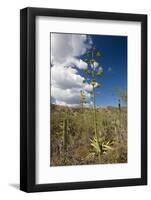 Agave in Flower-Reinhard Dirscherl-Framed Photographic Print