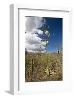 Agave in Flower-Reinhard Dirscherl-Framed Photographic Print