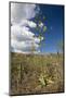 Agave in Flower-Reinhard Dirscherl-Mounted Photographic Print