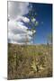 Agave in Flower-Reinhard Dirscherl-Mounted Photographic Print