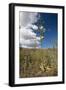 Agave in Flower-Reinhard Dirscherl-Framed Photographic Print