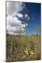 Agave in Flower-Reinhard Dirscherl-Mounted Photographic Print