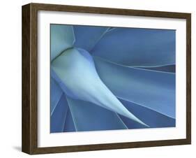 Agave in High Country of Maui, Hawaii, USA-Darrell Gulin-Framed Premium Photographic Print