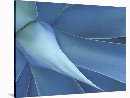 Agave in High Country of Maui, Hawaii, USA-Darrell Gulin-Stretched Canvas