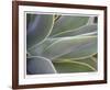 Agave IV-Joy Doherty-Framed Giclee Print