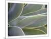 Agave IV-Joy Doherty-Mounted Limited Edition
