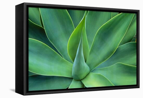 Agave Leaves-null-Framed Stretched Canvas