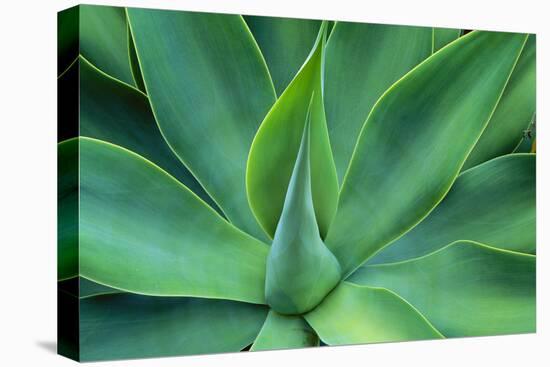 Agave Leaves-null-Stretched Canvas