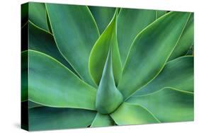 Agave Leaves-null-Stretched Canvas