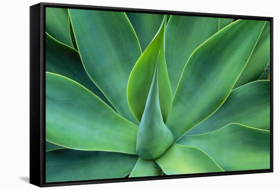 Agave Leaves-null-Framed Stretched Canvas