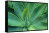 Agave Leaves-null-Framed Stretched Canvas