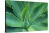 Agave Leaves-null-Stretched Canvas