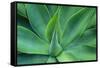 Agave Leaves-null-Framed Stretched Canvas