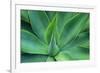 Agave Leaves-null-Framed Photographic Print