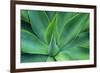 Agave Leaves-null-Framed Photographic Print