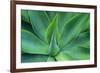 Agave Leaves-null-Framed Photographic Print